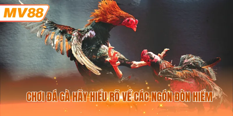 Chơi đá gà hãy hiểu rõ về các ngón đòn hiểm