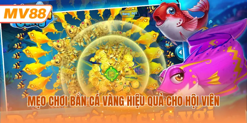 Mẹo chơi Bắn Cá Vàng hiệu quả cho hội viên